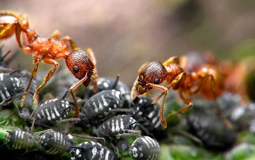 Mravenci a jejich užitečnost, či škodlivost. Spotřeba biomasy