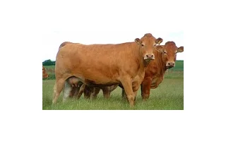 Ekologický chov krav bez tržní produkce mléka