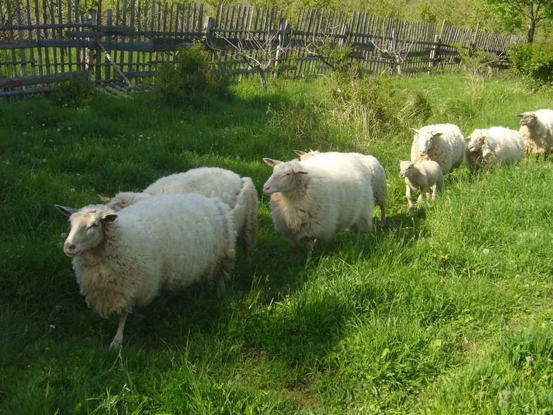Ekologický chov ovcí