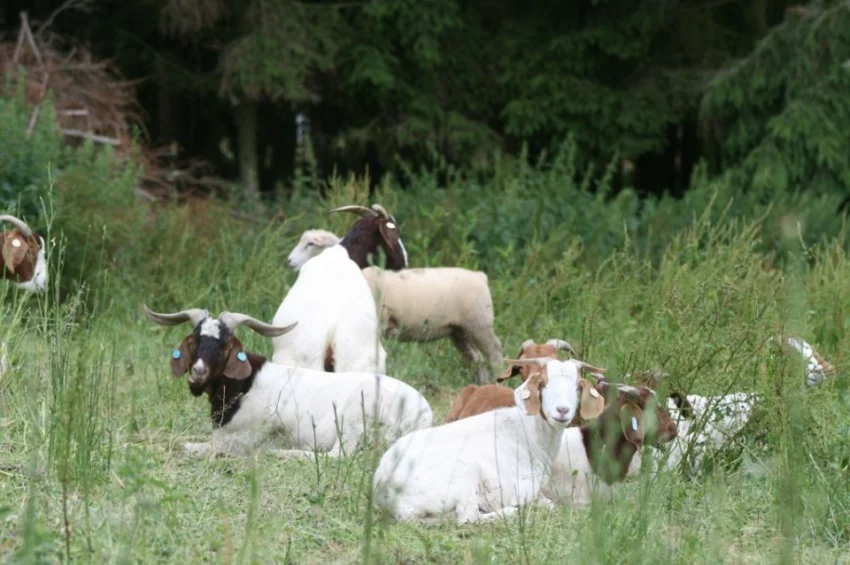 Ekologický chov koz