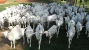 Ekologický chov koz