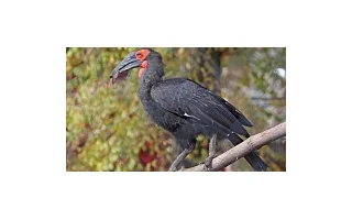 V ZOO Olomouc se vylíhl zoborožec kaferský