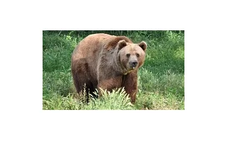 Na Břeclavsku se objevil medvěd, varují lesníci