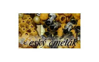 Zelená pro „Českého čmeláka (Vizionáři 2014)