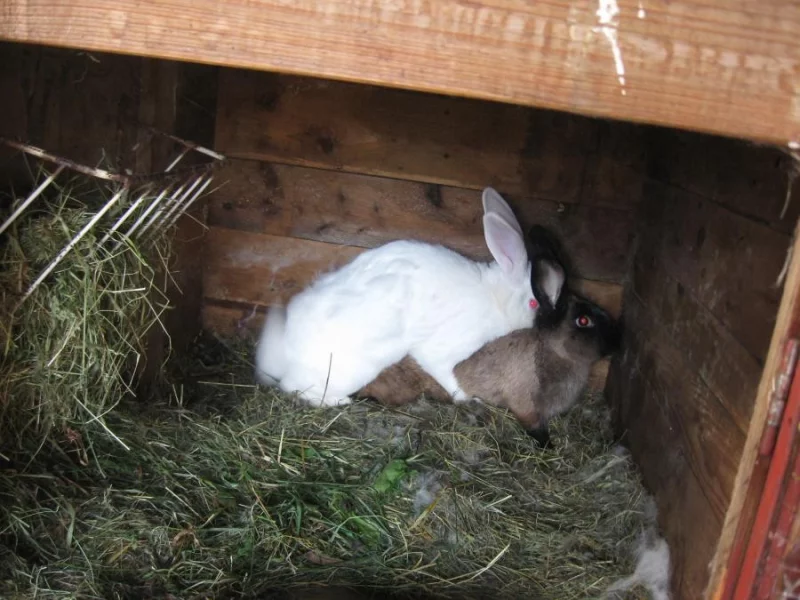 Ekologický chov králíků