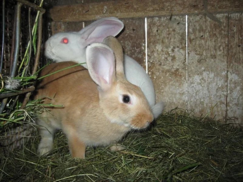 Ekologický chov králíků