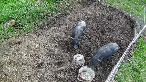 Nadchlo nás, jak své mladé rypáky zarývají do země a převracejí drny vzhůru nohama. Jako miniaturní pluhy. Za pár týdnů byla tráva pryč a místo připravené k založení záhonku.