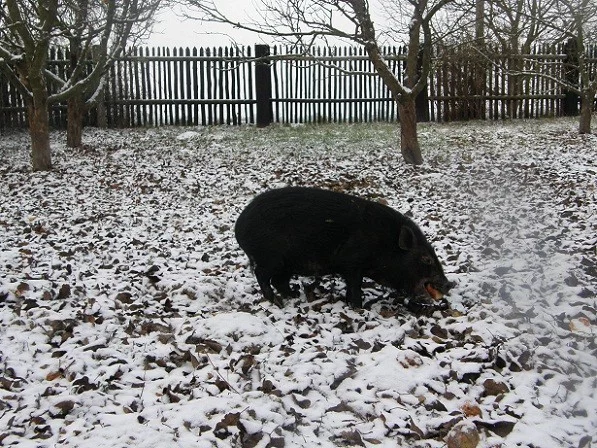 Na pastvě v sadu