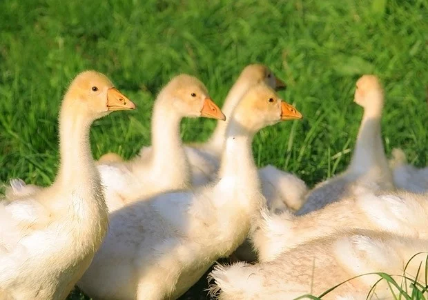 Jak se stát selkou na plný úvazek? Aneb domácí chov slepic, hus, koz i krav