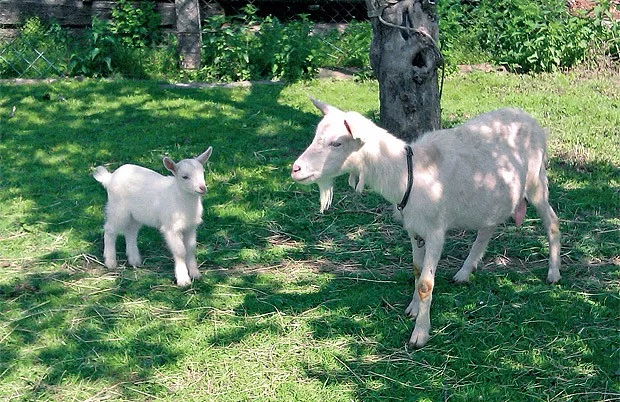 Jak se stát selkou na plný úvazek? Aneb domácí chov slepic, hus, koz i krav