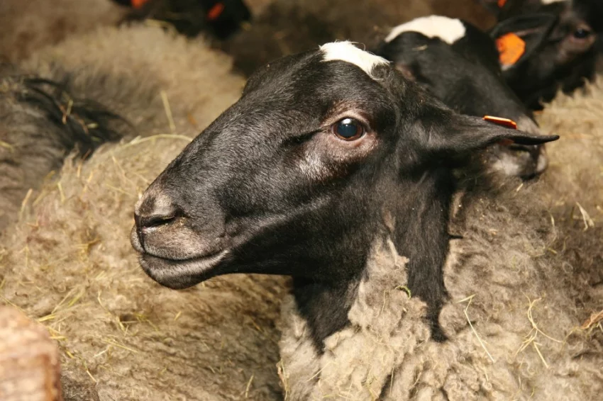 Chov ovcí romanovských