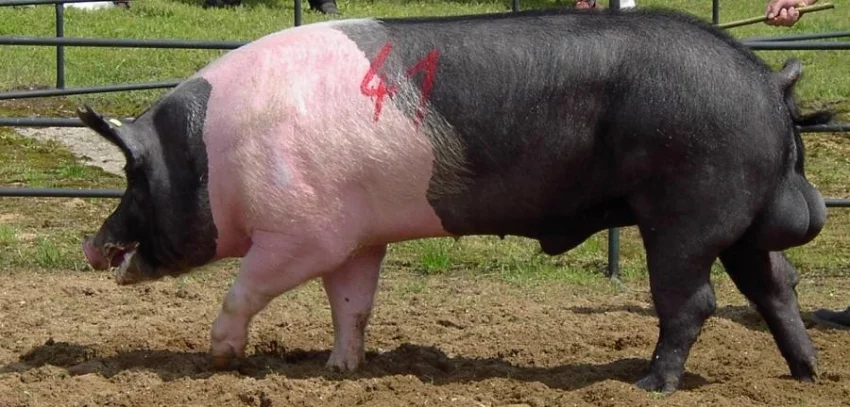 Prase plemene Hampshire