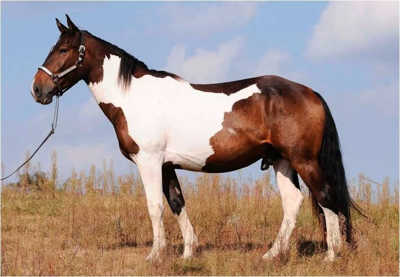 Barvy koní a jejich zvláštnosti