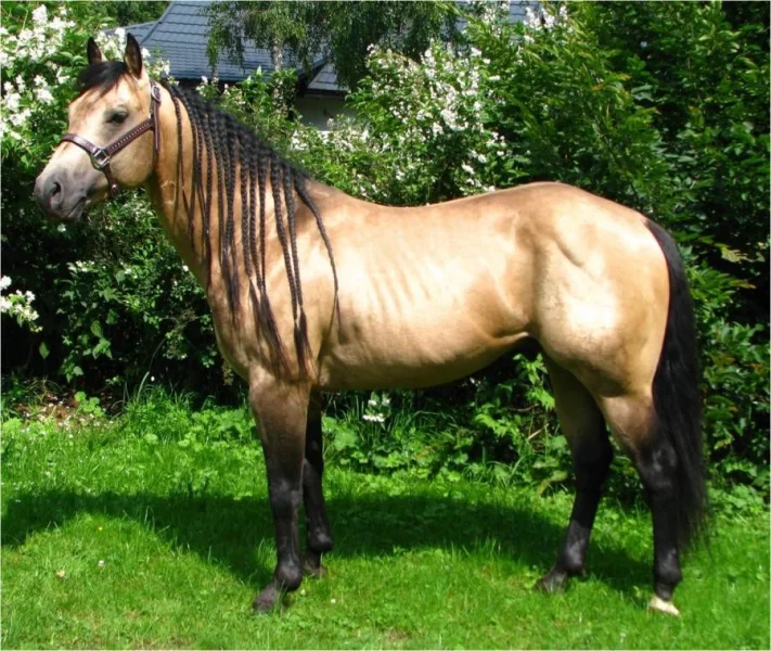 Barvy koní a jejich zvláštnosti