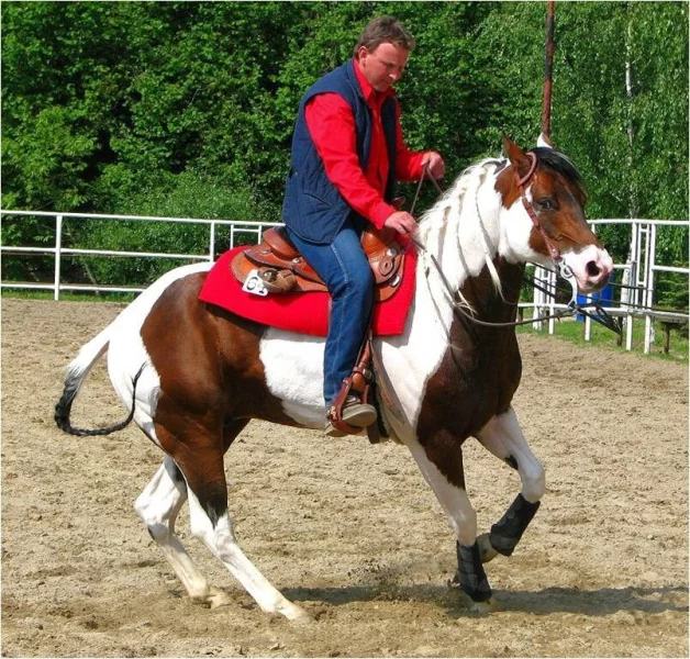 Jezdecký sport