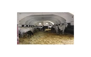 Ustájení koní