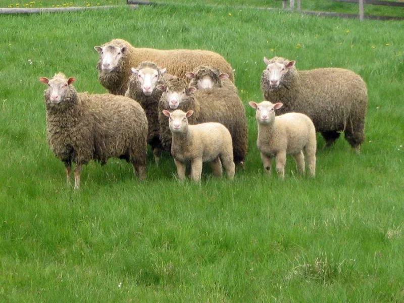 Reprodukce ovcí