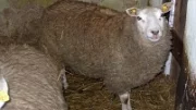 Plemenitba ovcí
