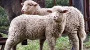 Pastva a pastevní systémy ovcí