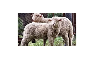 Pastva a pastevní systémy ovcí