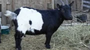 Chov zakrslých koz - holandského typu