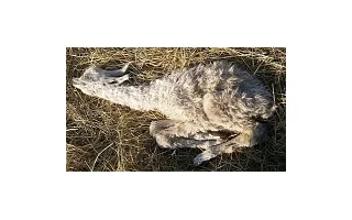 Příbuzenská plemenitba