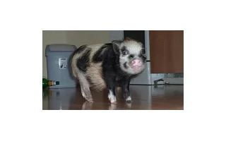 Díl IV. - Miniprasátko a veterinární péče