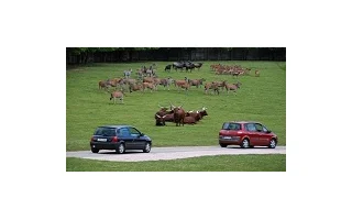 ZOO Dvůr Králové nad Labem otevírá Safari, začalo velké stěhování zvířat