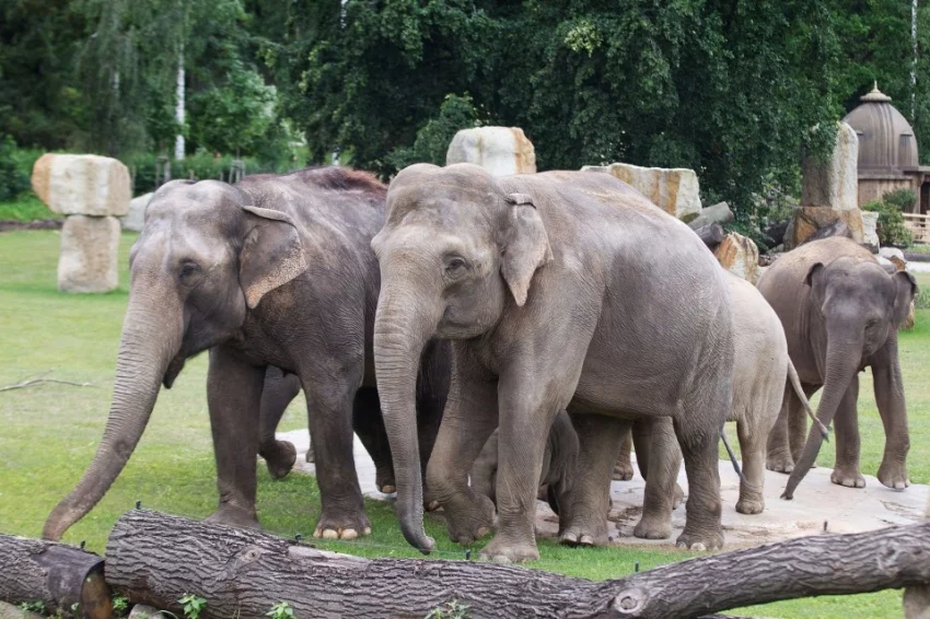 Slony pražská ZOO chová už přes 80 let