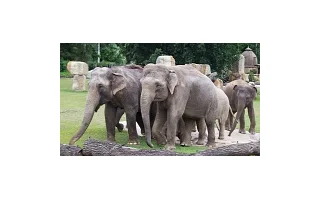 Velký úspěch pražské ZOO! Je čtvrtá nejlepší na světě