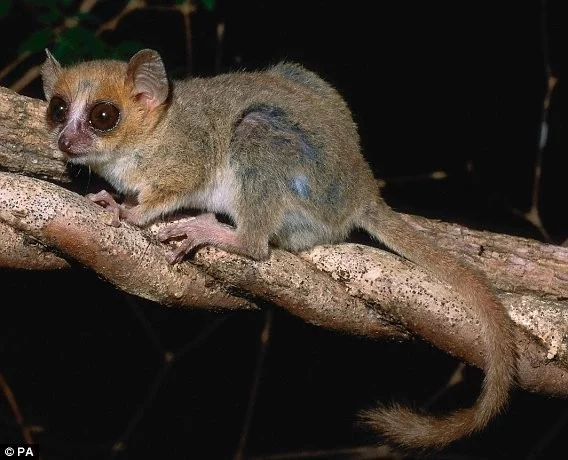 Maki Bertheův (Microcebus berthae)