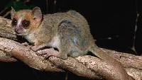 Nejmenším primátem světa je maki Bertheův