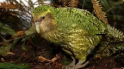 Kakapo soví – papoušek na pokraji vyhynutí