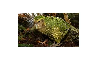 Kakapo soví – papoušek na pokraji vyhynutí
