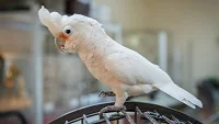 Papoušci dokáží vyrábět a používat nástroje