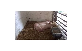 Domácí výkrm prasat