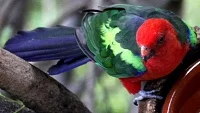 Papoušek karmínový jeho chov a odchov