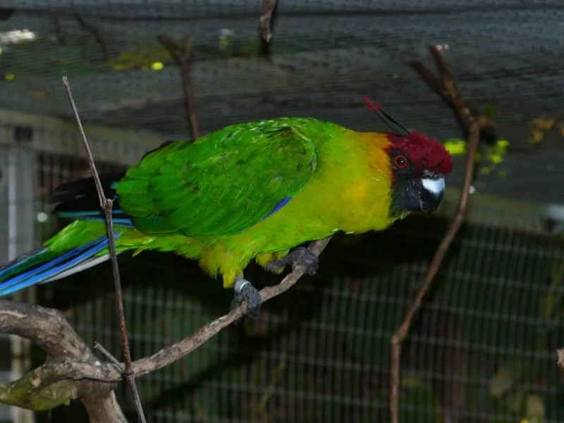 Papoušek chocholatý (Eunymphicus cornutus)