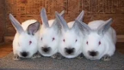 Začátky chovu králíků