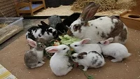 Rozmnožování, odchov a odstav králíků