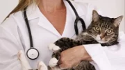 Kočka u veterináře