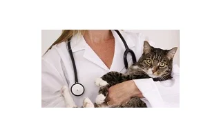Kočka u veterináře