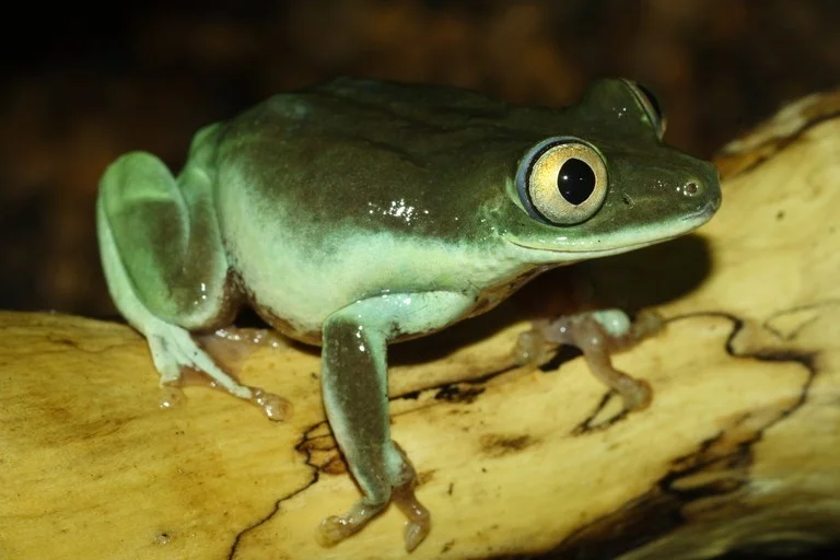Rákosnice seychelská