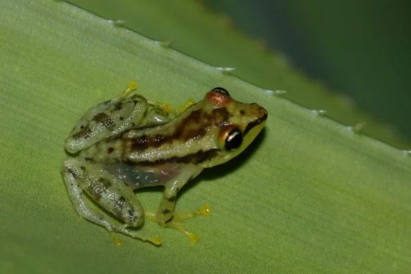 Mantila rosničkovitá