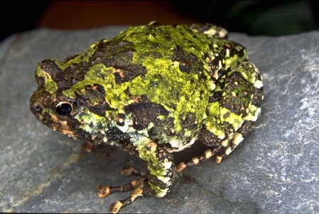 Parosnička mramorová