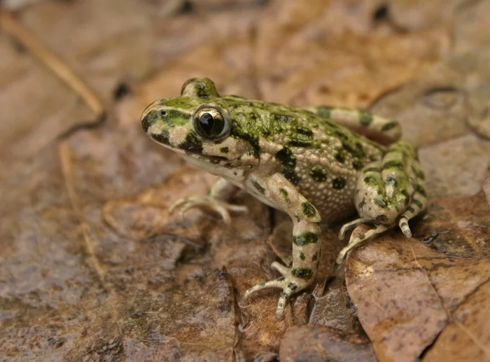 Blatnička západní