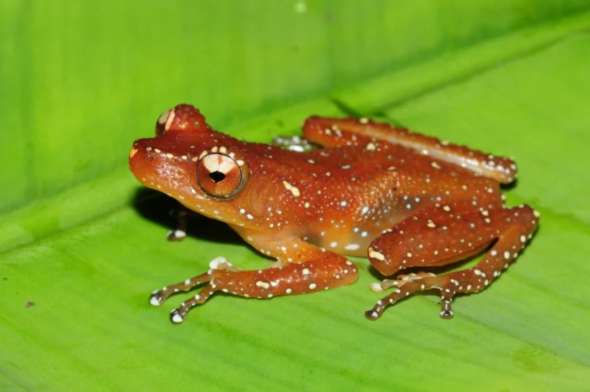 Drsnokožka stříkaná