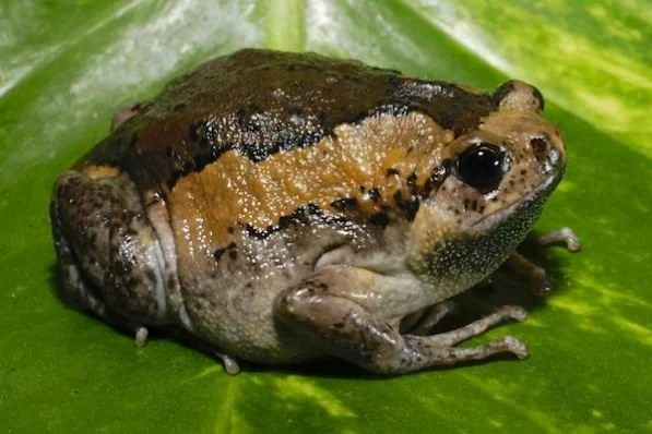 Parosnička indická