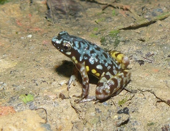 Parosnička vločkovaná