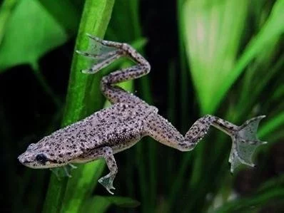 Drápatečka krátkonohá